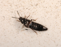 Aleochara lanuginosa