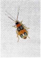 Diabrotica bioculata