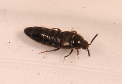 Aleochara lanuginosa