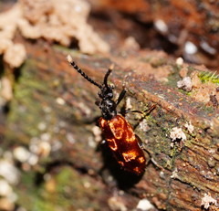 Lemodes atricollis