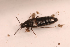 Aleochara lanuginosa