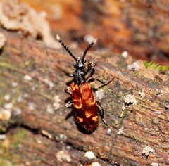Lemodes atricollis
