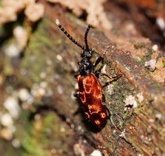 Lemodes atricollis