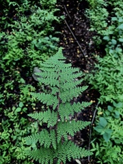 Myriopteris myriophylla