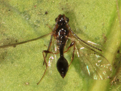Belytinae