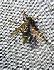 Polistes pacificus