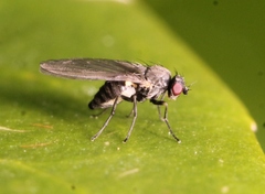 Aulagromyza hendeliana
