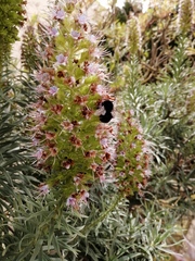 Bombus terrestris canariensis