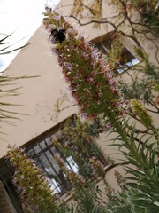 Bombus terrestris canariensis