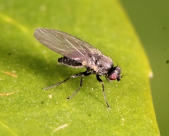 Aulagromyza hendeliana