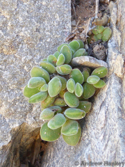 Crassula sericea