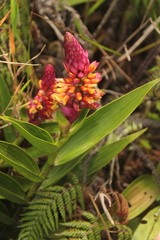 Elleanthus myrosmatis