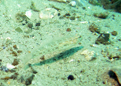 Istigobius hoesei