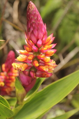 Elleanthus myrosmatis