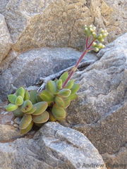 Crassula sericea