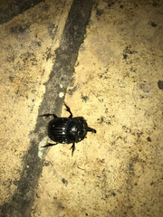 Copris hispanus cavolinii