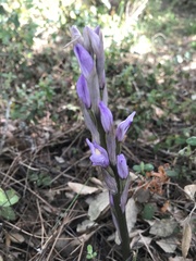 Limodorum trabutianum