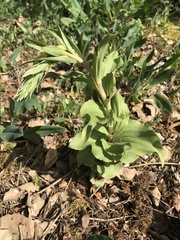 Epipactis helleborine tremolsii