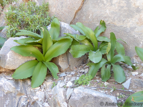 Paradise Marchlily (Amaryllis paradisicola)