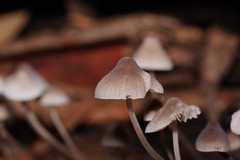 Mycena austrofilopes