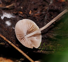 Mycena austrofilopes
