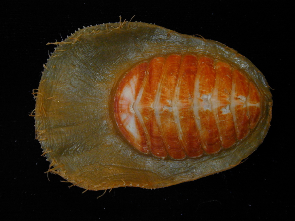 Red Veiled Chiton