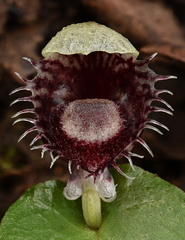 Corybas pruinosus