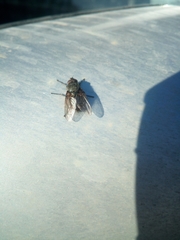 Calliphora uralensis