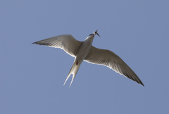 Sterna hirundo
