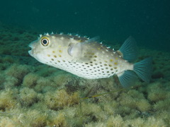 Cyclichthys spilostylus