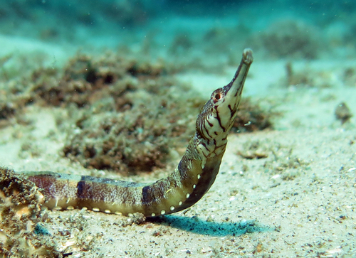Tiger pipefish (Filicampus tigris) — Syngnathidae — 4