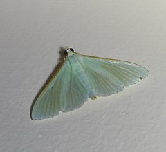 Stemorrhages amphitritalis