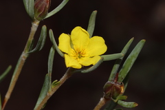 Hibbertia leucocrossa