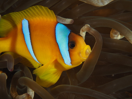 Red Sea Anemonefish