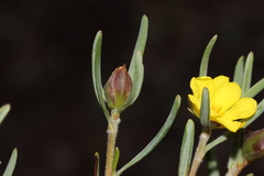Hibbertia leucocrossa