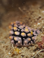 Phyllidia multifaria