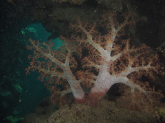 Dendronephthya hemprichi