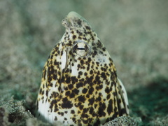 Callechelys marmorata