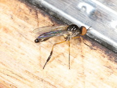Empis nigritarsis
