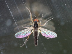 Empis nigritarsis
