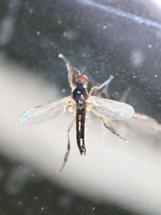 Empis nigritarsis
