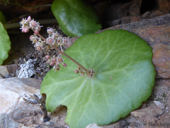 Crassula umbella