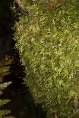 Dicranoloma menziesii