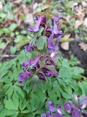 Corydalis solida