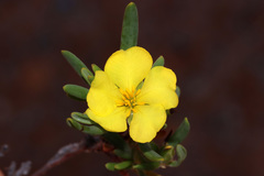 Hibbertia leucocrossa
