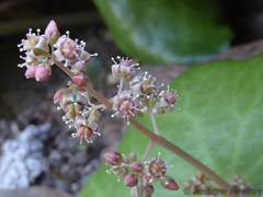 Crassula umbella