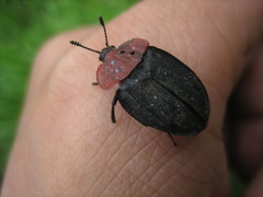 Oiceoptoma nigropunctatum