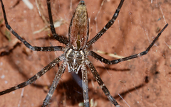 Euprosthenops bayaonianus