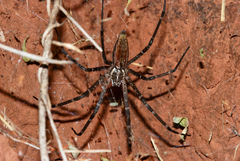 Euprosthenops bayaonianus