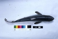 Carcharhinus falciformis